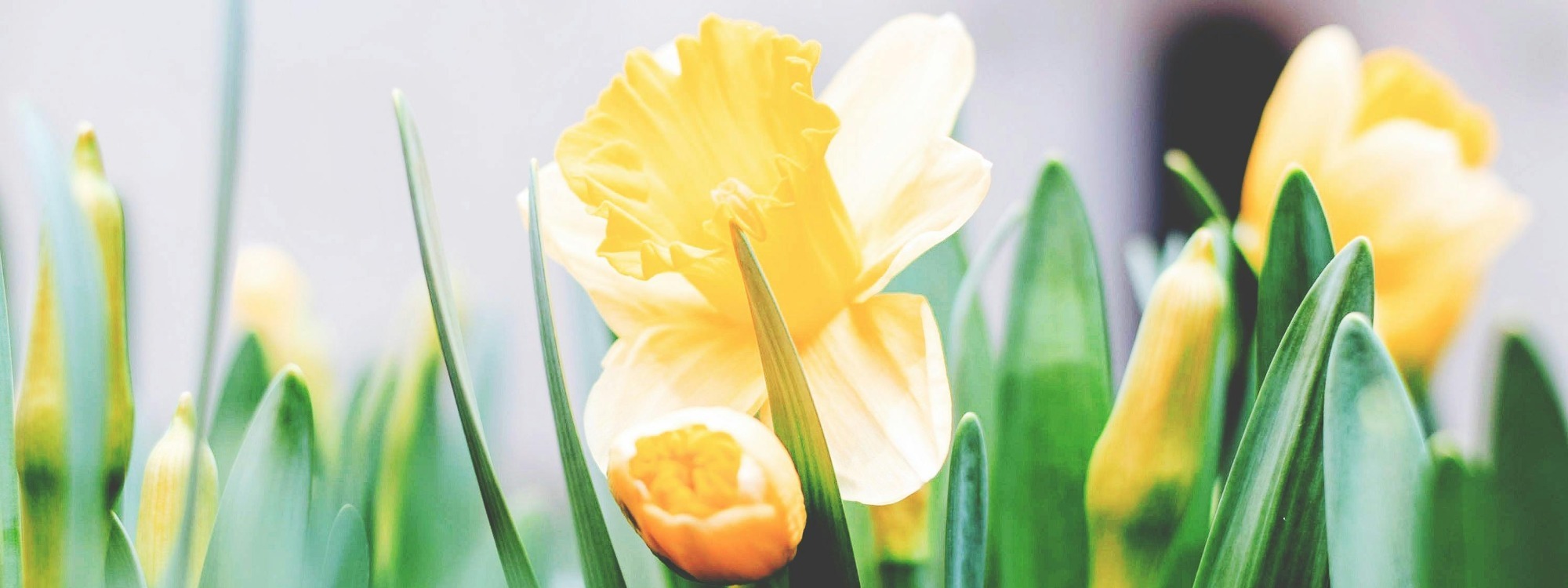 EASTER*Join us to Celebrate*Our Services