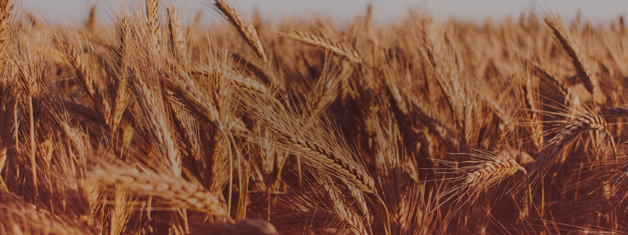 HARVEST FESTIVAL*Sunday 4th October*Find Out More